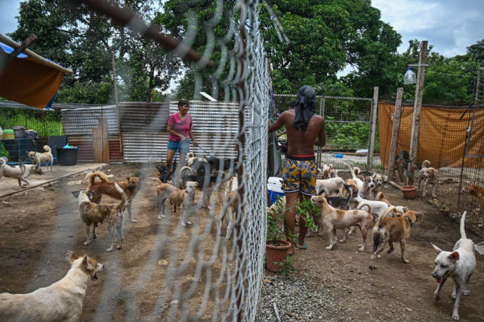 Community impact of animal rescue