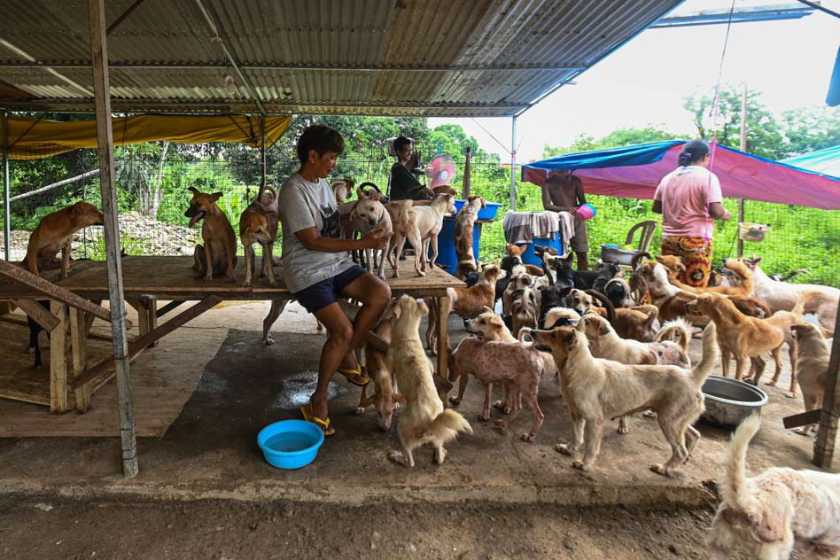 Chuchay dog rescue story