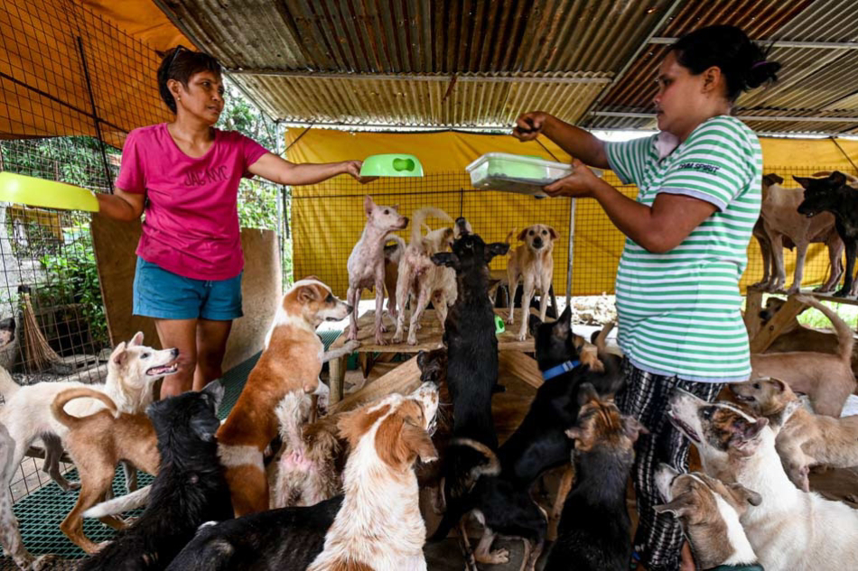 Challenges of animal rescue
