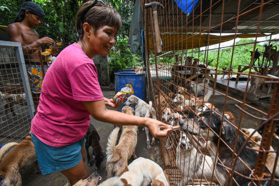 Animal rescue beginnings