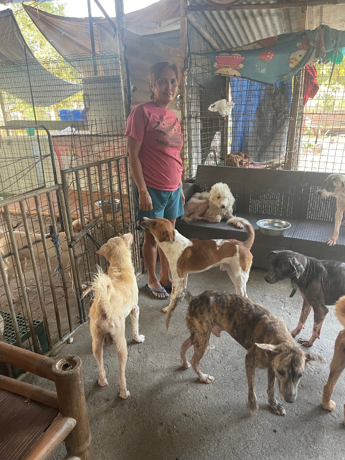 Animal rescue mission in the Philippines