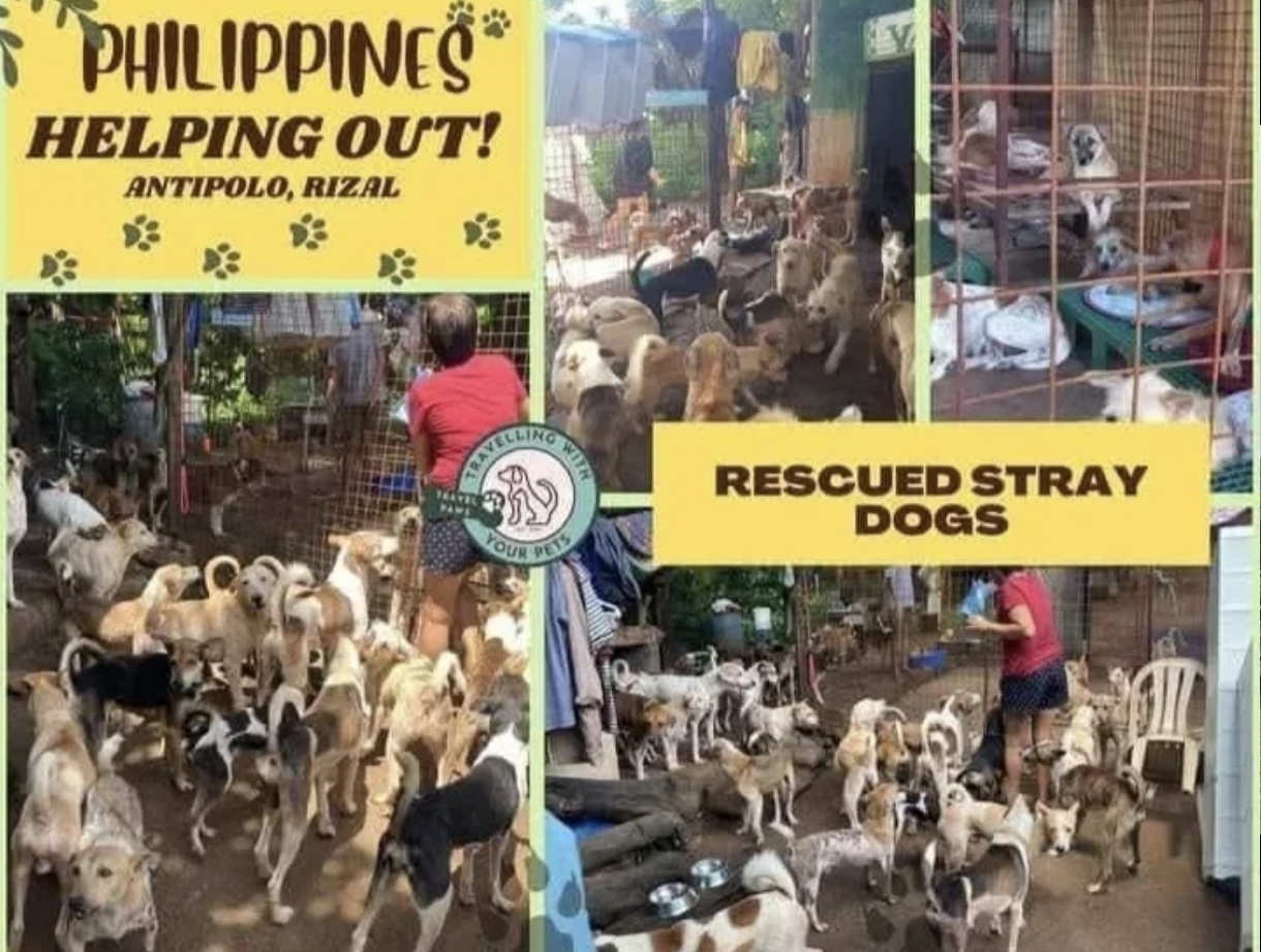 Rescue shelter Philippines